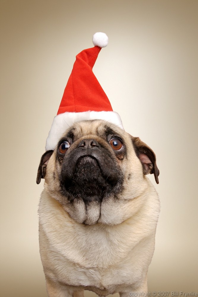 christmas-dog-pug-santa-hat-1.jpg