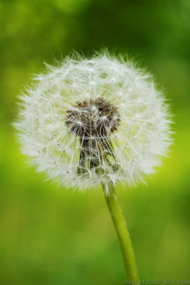 Flower And Seed