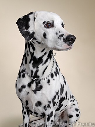 portrait of dalmation dog