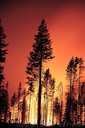 instaling Forest Fire
