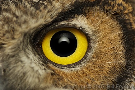 great horned owl eye