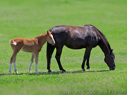 mother and foal horse