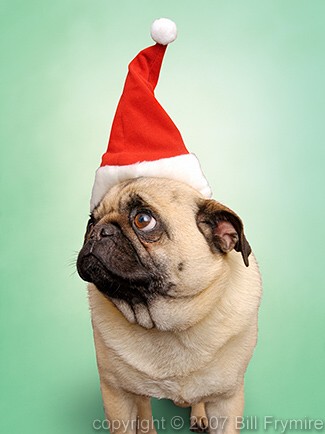 pug dog wearing santa hat