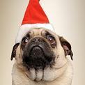 pug dog wearing santa hat