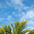Palm Tree  with blue sky background