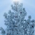 Ponderosa Pine with Hoar Frost