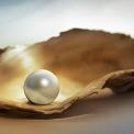 pearl in oyster shell