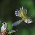 rufous hummingbirds