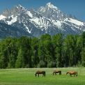 horses grazing in meadow near Jackson Hole